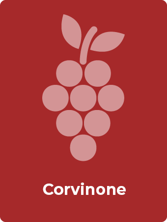 Corvinone druif