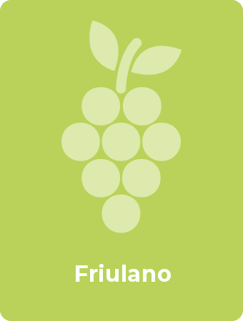 Friulano druif