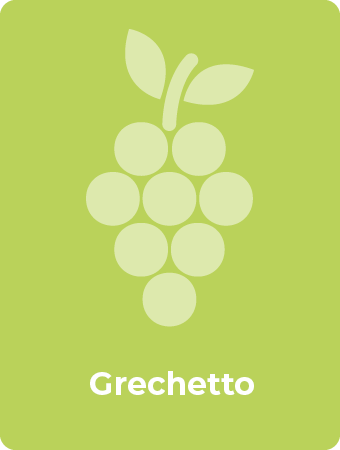 Grechetto druif