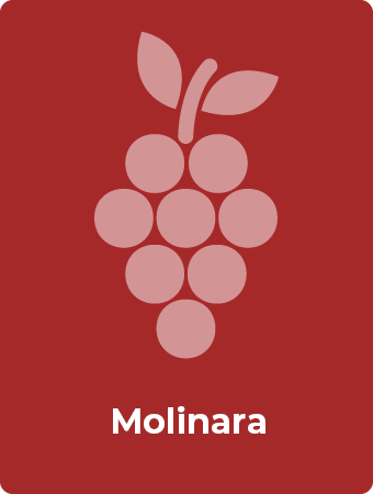 Molinara druif