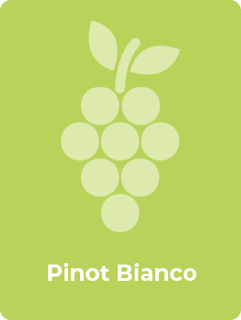 Pinot Bianco druif