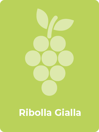 Ribolla Gialla druif