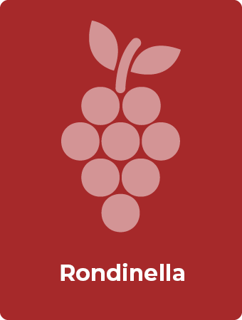 Rondinella druif