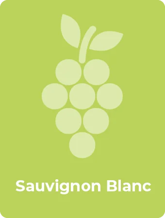 Sauvignon Blanc druif