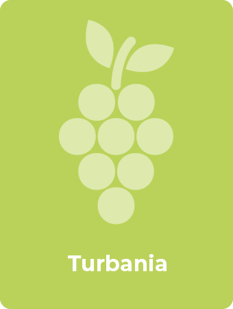 Turbania druif